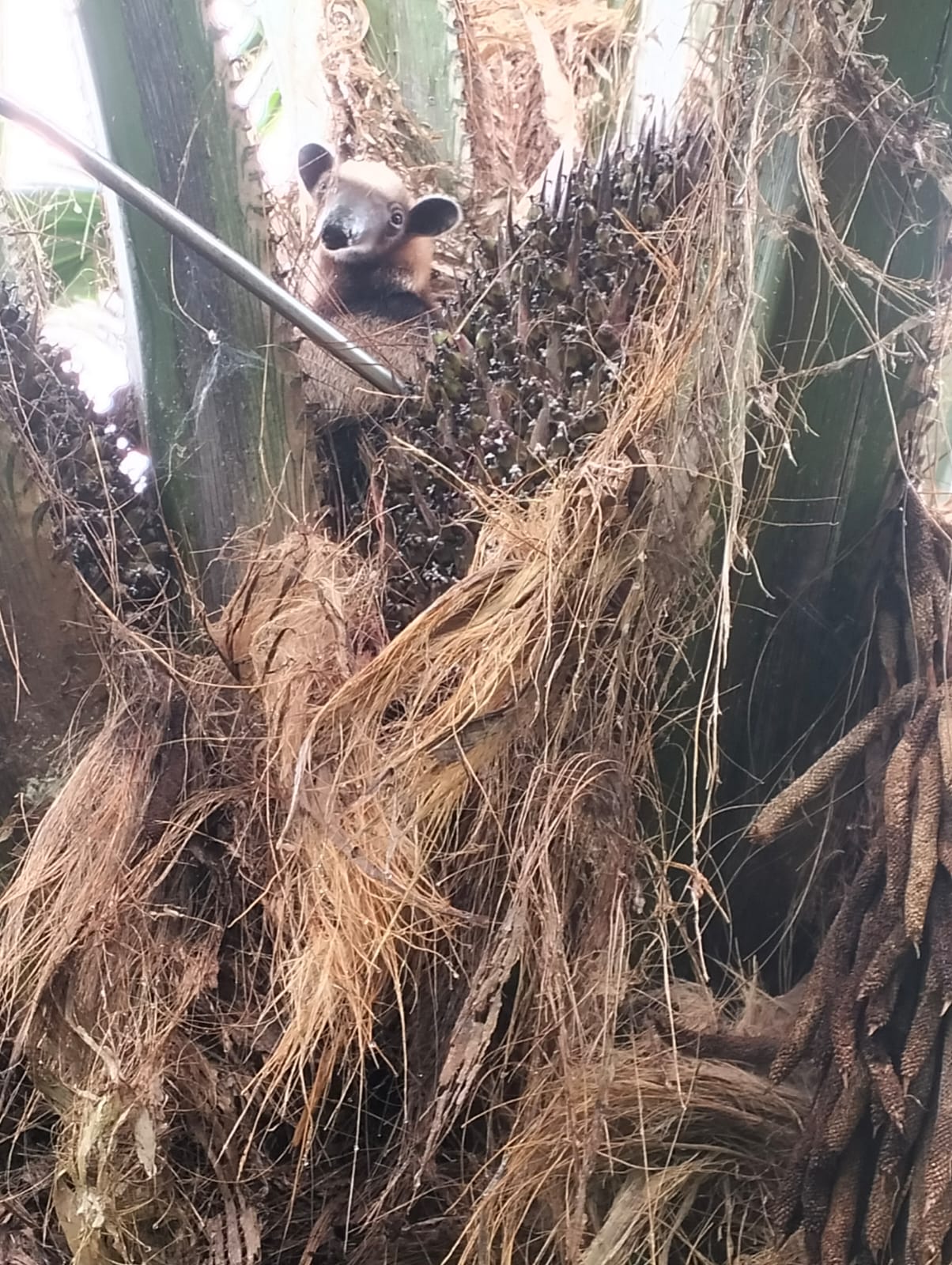 Oso hormiguero avistado